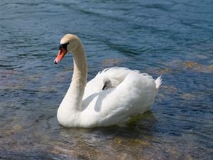 how to raise swans