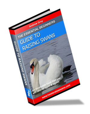how to raise swans